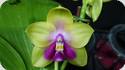 Phal. LD Bellina King Fisher Mituo 1